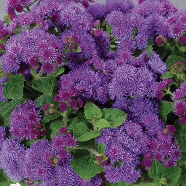 Picture of Ageratum 'Artist Blue' 4.5"PW (10/Flat)