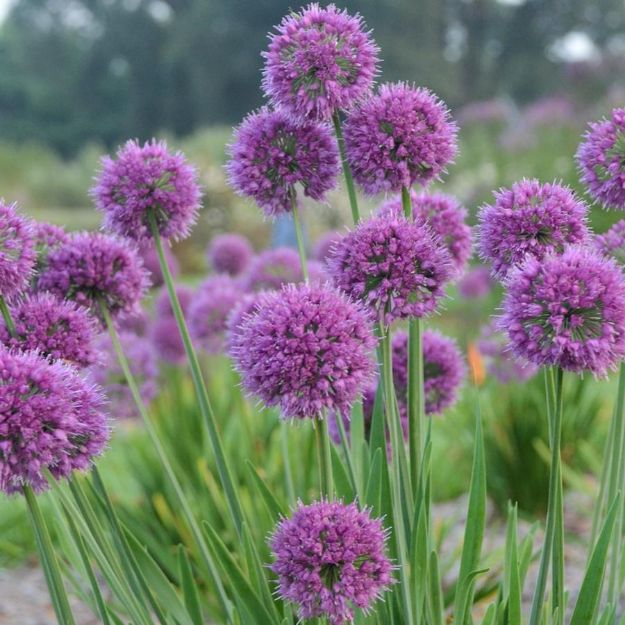 Picture of Allium 'Lavender Bubbles' PP31126 #4Q