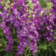 Picture of Angelonia Angelface® Blue PP22390 4.5"PW (10/flat)