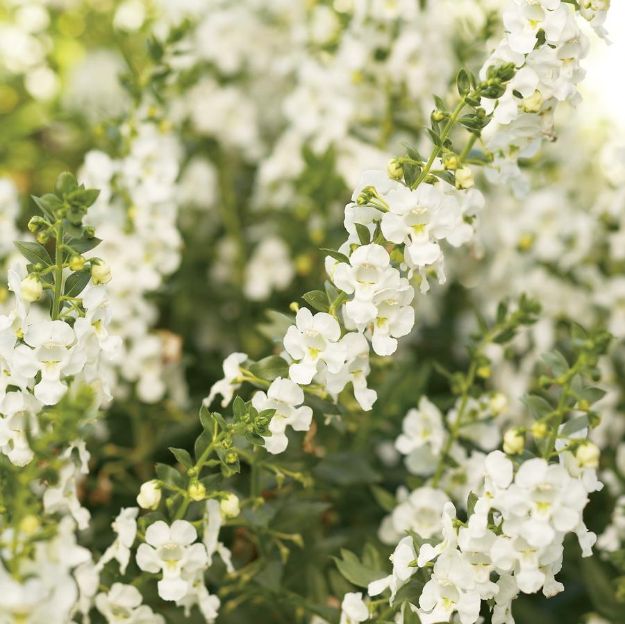 Picture of Angelonia Angelface® White PP19866 6"PW