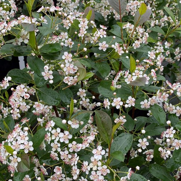 Picture of Aronia melanocarpa Low Scape Snowfire® PP34116 #3PW