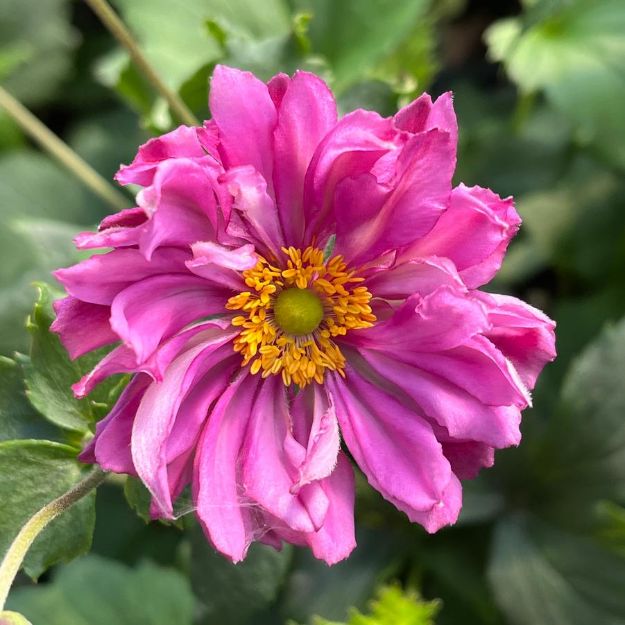 Picture of Anemone Fall in Love® 'Sweetly' PP31089 #4QPW