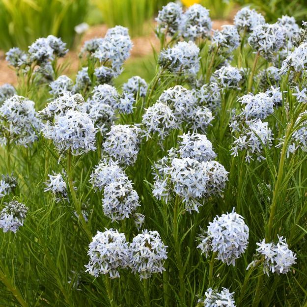 Picture of Amsonia 'String Theory' PP34419 #4QPW
