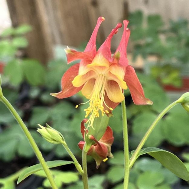 Picture of Aquilegia canadensis #3QAB (6/flat)
