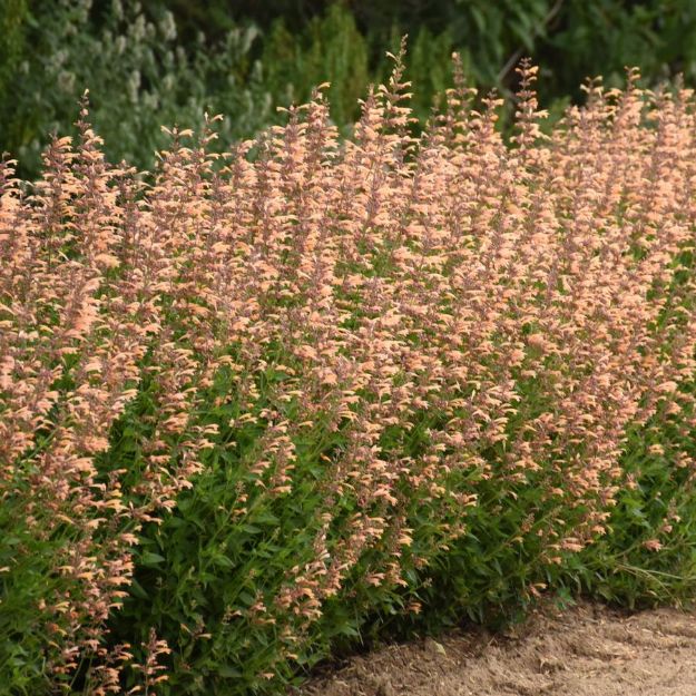 Picture of Agastache 'Queen Nectarine' PP34896 #4QPW