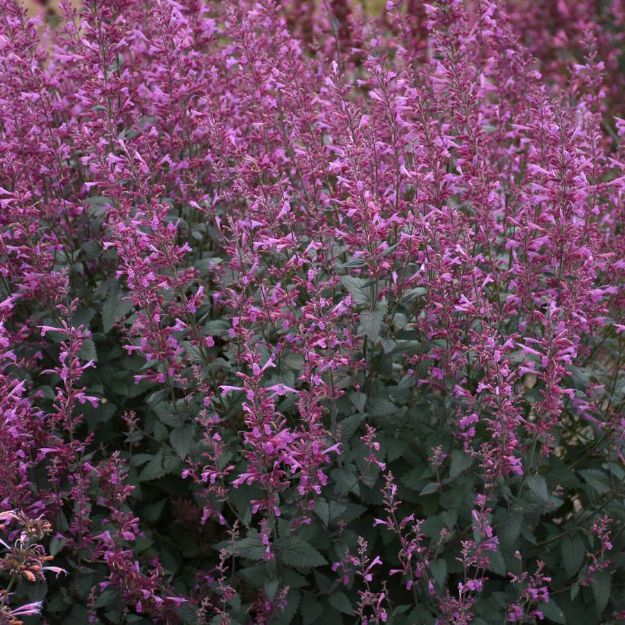 Picture of Agastache 'Royal Raspberry' PP34910 #4QPW