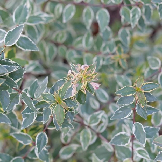 Picture of Abelia x grandiflora Mucho Gusto® PP36214 #3PW