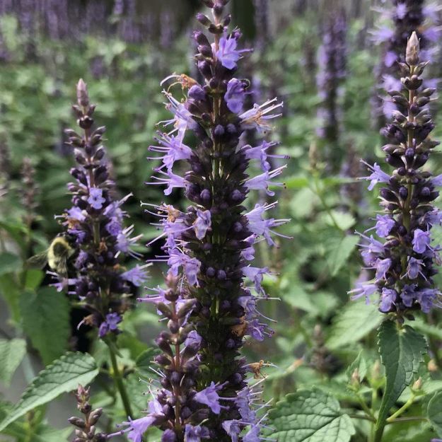 Picture of Agastache rugosa 'Little Adder' PP26514 #4Q