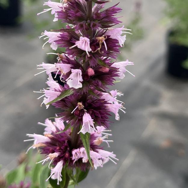 Picture of Agastache Beelicious® Pink PP35957 #4Q