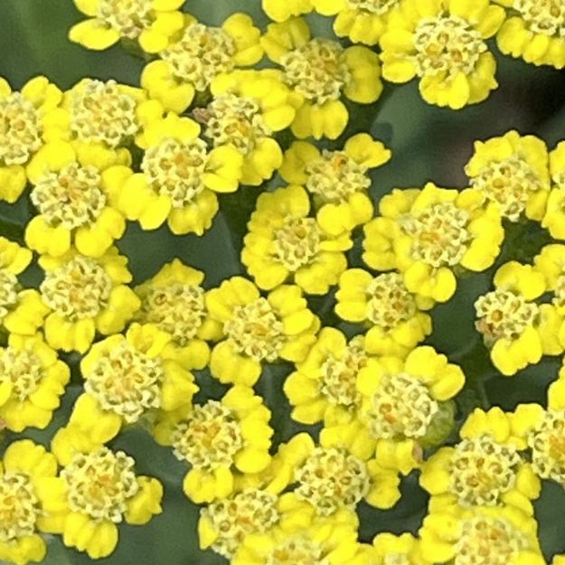 Picture of Achillea 'Sassy Summer Lemon' PP31693 #4Q