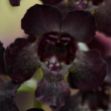 Picture of Angelonia AngelFlare™ Black 4.5" (10/flat)