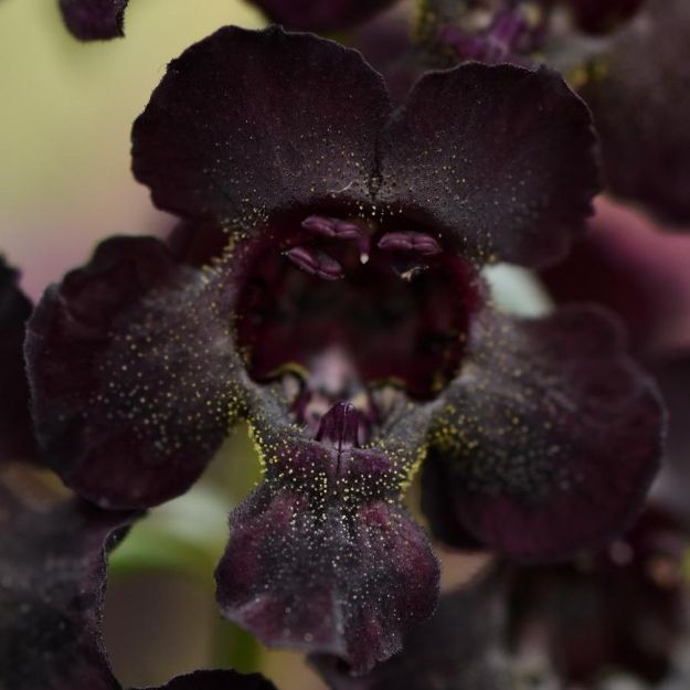 Picture of Angelonia AngelFlare™ Black 4.5" (10/flat)