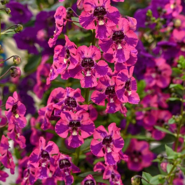 Picture of Angelonia Guardian Angel™ Berry Sparkler 4.5" (10/flat)
