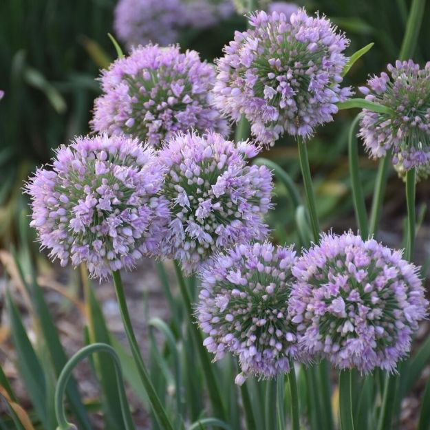 Picture of Allium 'Bubble Bath' PP35333 #4Q