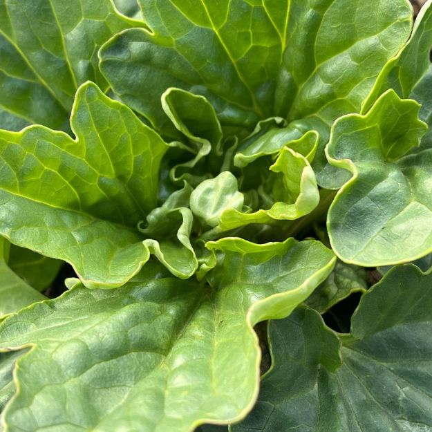 Picture of Arnoglossum atriplicifolium #3QAB (6/flat)
