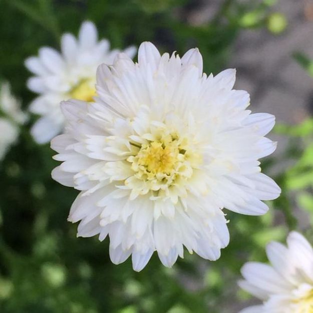 Picture of Asteromea mongolica #4Q