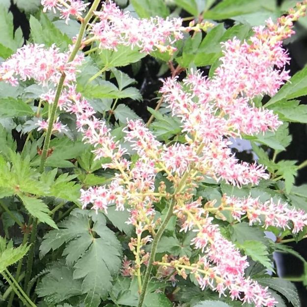 Picture of Astilbe simplicifolia 'Hennie Graafland' #4Q