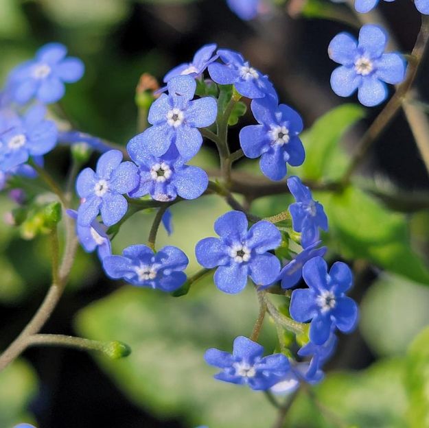 Picture of Brunnera macrophylla 'Jack Frost' PP13859 #4Q