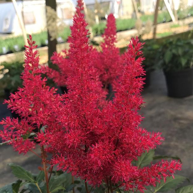 Picture of Astilbe japonica 'Montgomery' #4Q