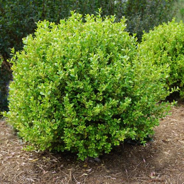Picture of Buxus microphylla Golden Dream PP16052 #4Q
