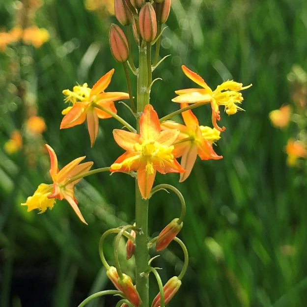 Picture of Bulbine frutescens 4.5" (10/flat)