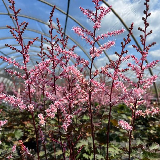 Picture of Astilbe 'Delft Lace' PP19839 #4Q