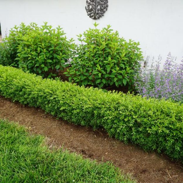 Picture of Buxus sinica var. insularis 'Nana' #7 (LIMIT 50)