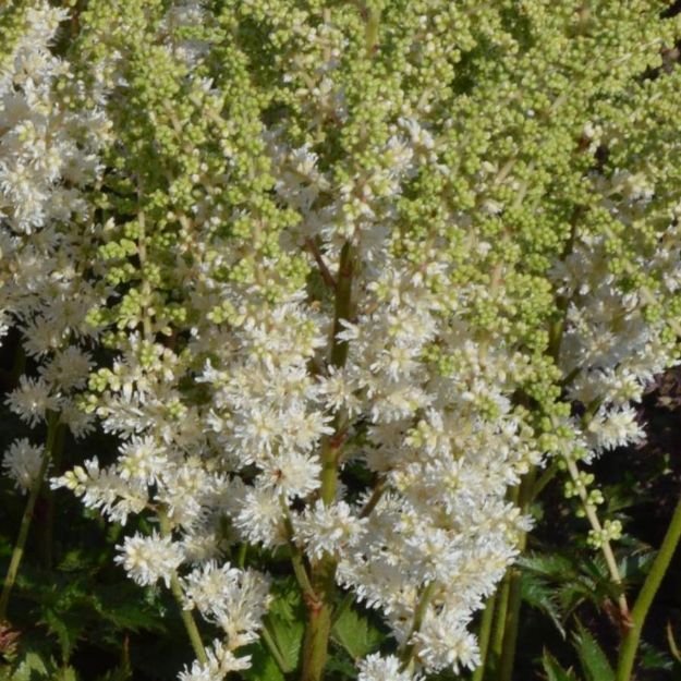 Picture of Astilbe chinensis 'Visions in White' PP18965 #4Q