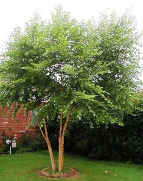 Picture of Betula nigra Dura-Heat® #15