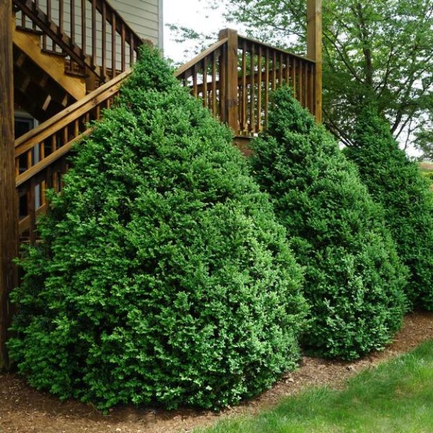 Picture of Buxus x 'Green Mountain' 4.5-5' H (B&B) (LIMIT 10)