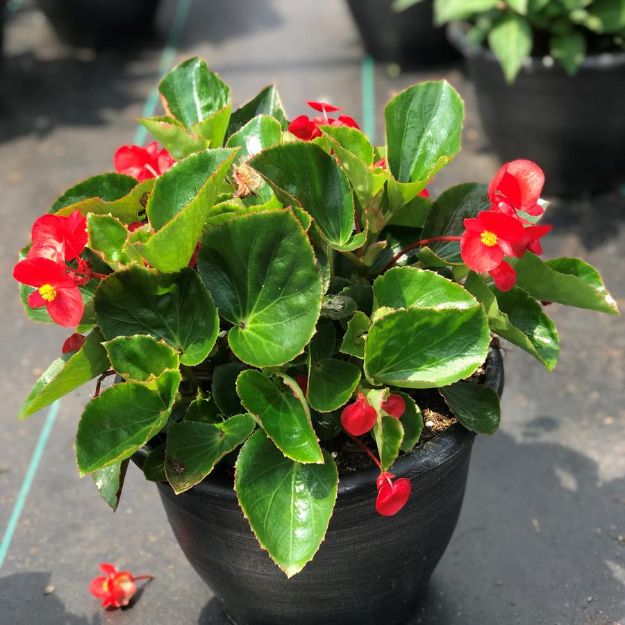 Picture of Begonia BIG™ Red with Green 6 inch