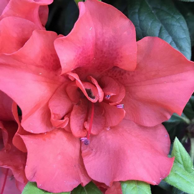 Picture of Azalea Encore® Autumn Embers® PP10581 #7