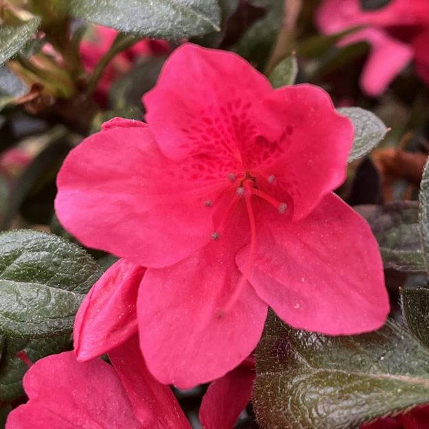 Picture of Azalea Encore® Autumn Ruby® PP12110 #7
