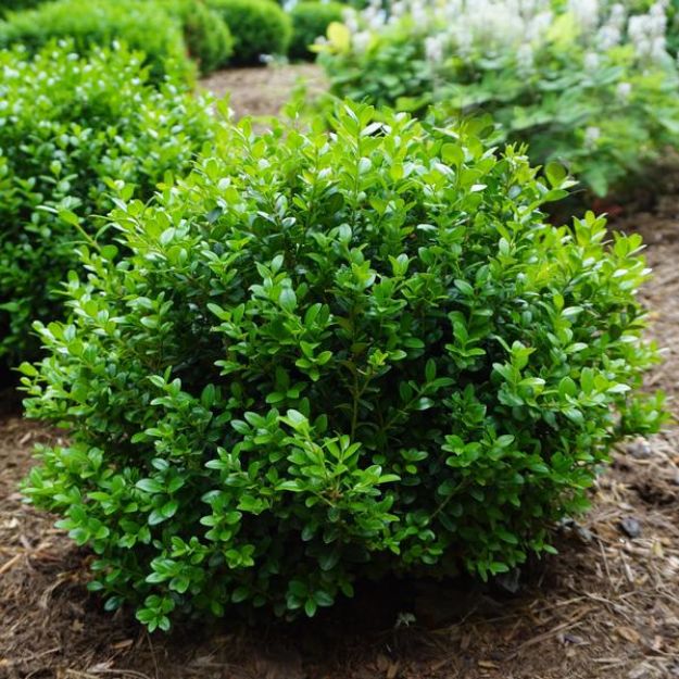 Picture of Buxus microphylla 'Little Missy' PP24703 #4Q