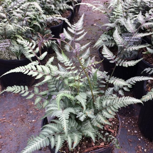 Picture of Athyrium 'Godzilla' #4Q