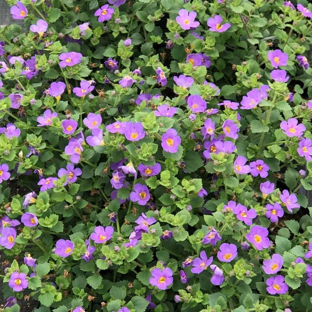 Picture of Bacopa Scopia Gulliver™ Blue 4.5" (10/flat)