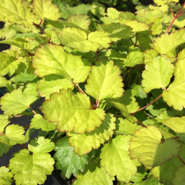 Picture of Astilbe chinensis 'Amber Moon' PP26028 #4Q