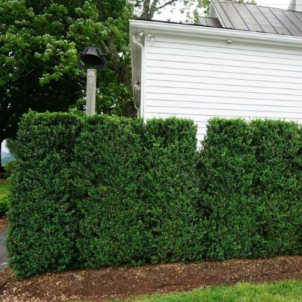 Show details for Buxus sempervirens 'Fastigiata' (Columnar) 30-36" H (B&C)  Picture of Buxus sempervirens 'Fastigiata' (Columnar) 30-36" H (B&C)