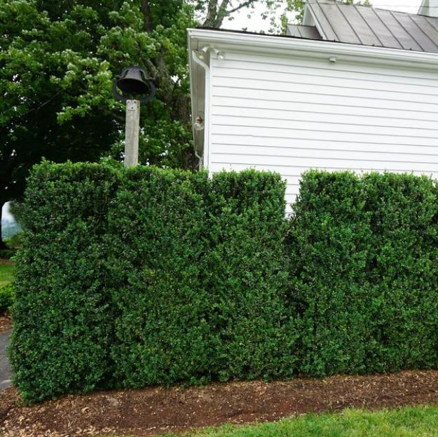Picture of Buxus sempervirens 'Fastigiata' (Columnar) 30-36" H (B&C) 