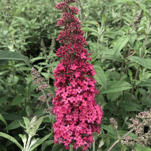 Picture of Buddleia Monarch® 'Prince Charming' PP28903 #3