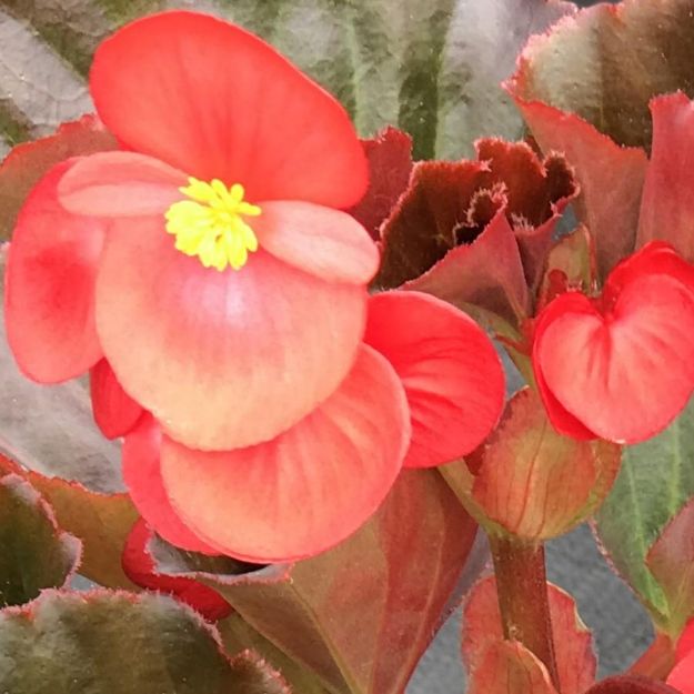 Picture of Begonia BIG™ Red with Bronze 10 Inch