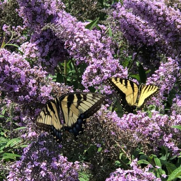 Picture of Buddleia 'Grand Cascade' PP30868 #3
