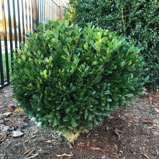 Picture of Buxus harlandii 'Richard' 18-21" H (B&C)