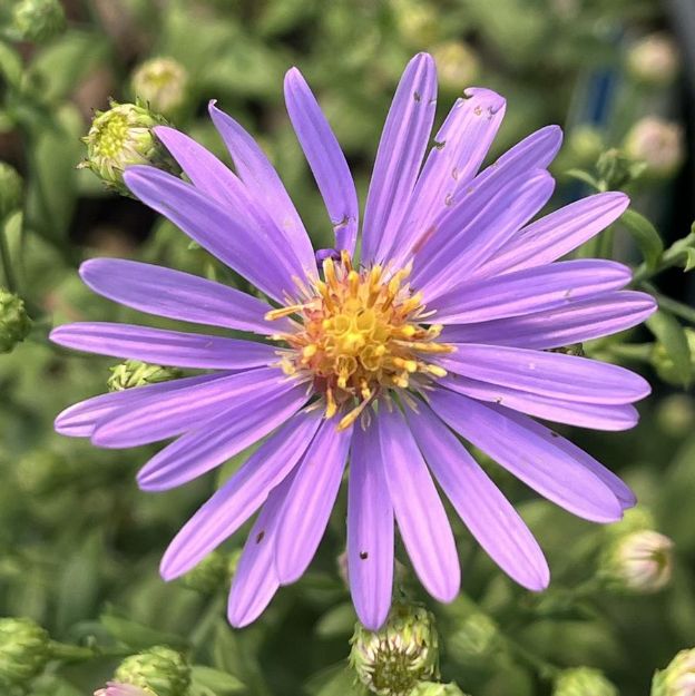 Picture of Aster laevis 'Blue Bird' #3QAB (6/flat)