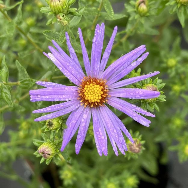 Picture of Aster oblongifolius 'Raydon's Favorite' #3QAB (6/flat)
