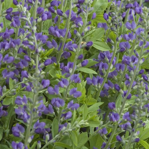 Picture of Baptisia australis #3QAB (6/flat)