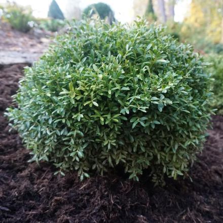 Show details for Buxus microphylla sinica 'Franklin's Gem' #2.5 Picture of Buxus microphylla sinica 'Franklin's Gem' #2.5