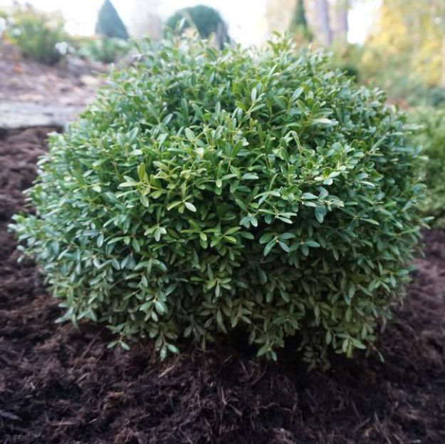 Picture of Buxus microphylla sinica 'Franklin's Gem' #2.5
