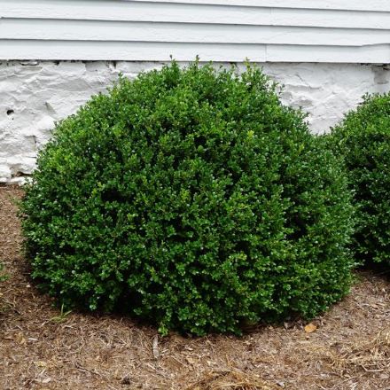 Show details for Buxus microphylla var. japonica 'Green Beauty' #2.5 Picture of Buxus microphylla var. japonica 'Green Beauty' #2.5