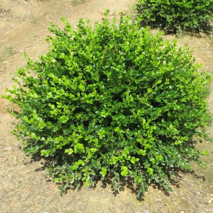 Show details for Buxus microphylla var. japonica 'Winter Gem' #2.5 Picture of Buxus microphylla var. japonica 'Winter Gem' #2.5